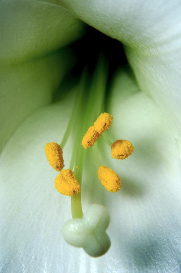 Easter’s Lily