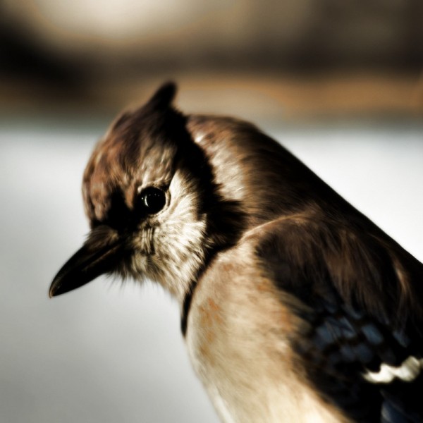 Blue Jay