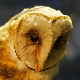 White Owl