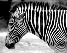 Punk Monochrome