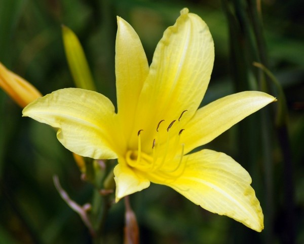 Yellow Lily
