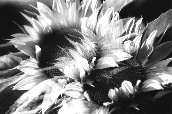 Sunflower Double Take